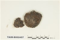 藏品(紫萼苔屬)的圖片